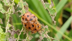 Basiprionota decempustulata