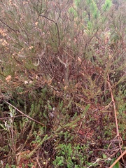 Calluna vulgaris