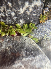 Coprosma atropurpurea