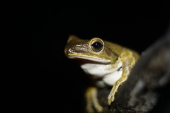 Polypedates megacephalus