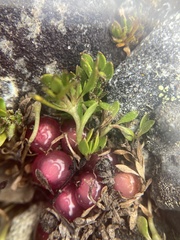 Coprosma atropurpurea
