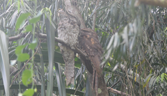 Podargus papuensis