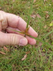 Cyperus polystachyos