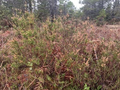 Calluna vulgaris