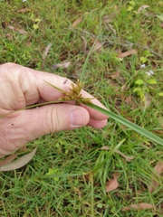 Cyperus polystachyos