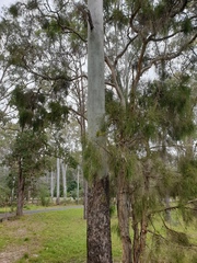 Corymbia tessellaris