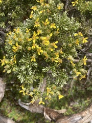 Brachyglottis cassinioides