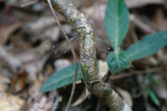 Episynlestes albicaudus