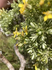 Brachyglottis cassinioides