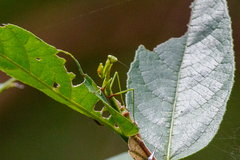 Pseudomantis albofimbriata