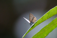 Catopyrops florinda