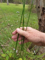 Juncus usitatus
