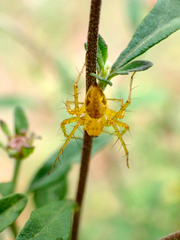 Oxyopes punctatus