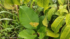 Dillenia suffruticosa