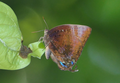 Arhopala micale amytis