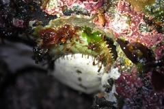 Placiphorella velata