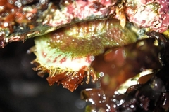 Placiphorella velata