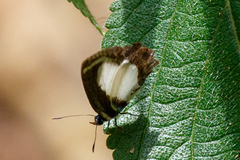 Psychonotis caelius