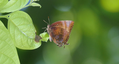 Arhopala micale amytis