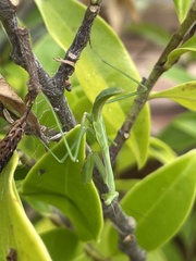 Pseudomantis albofimbriata