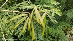 Leucaena leucocephala