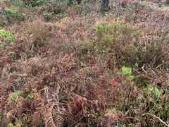 Calluna vulgaris