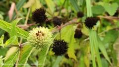 Hyptis capitata