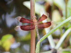 Neurothemis stigmatizans
