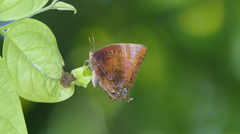 Arhopala micale amytis