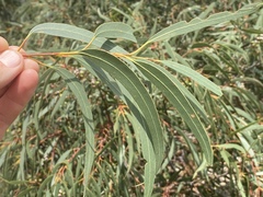 Eucalyptus lockyeri