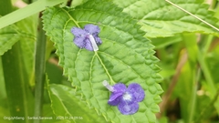 Stachytarpheta urticifolia