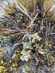 Veronica pinguifolia