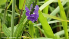 Stachytarpheta urticifolia