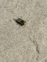 Odontomyia cincta