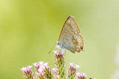 Catopyrops florinda