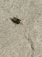 Odontomyia cincta