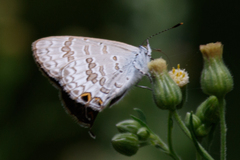 Catopyrops florinda