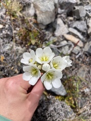 Gentianella corymbifera