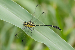 Austrogomphus amphiclitus
