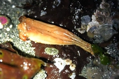 Styela montereyensis