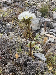 Gentianella corymbifera