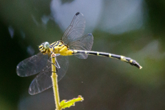 Austrogomphus amphiclitus