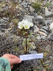 Gentianella corymbifera