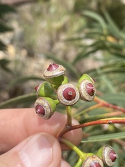 Eucalyptus lockyeri