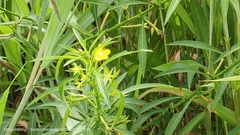 Ludwigia bonariensis