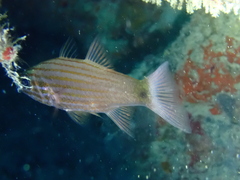 Cheilodipterus artus