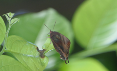 Arhopala micale amytis