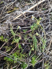 Tripleurospermum inodorum