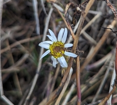 Tripleurospermum inodorum