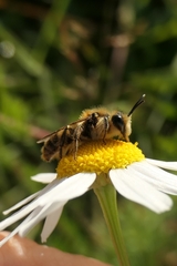 Leioproctus fulvescens